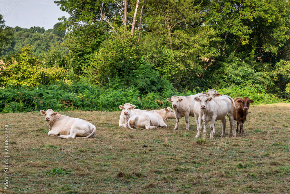 Fototapeta premium White cows graze on pasture. 