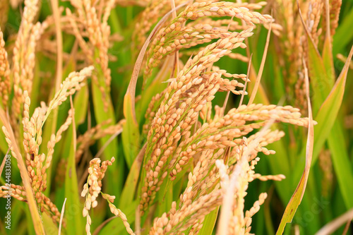 Ripe rice, in the paddy fields