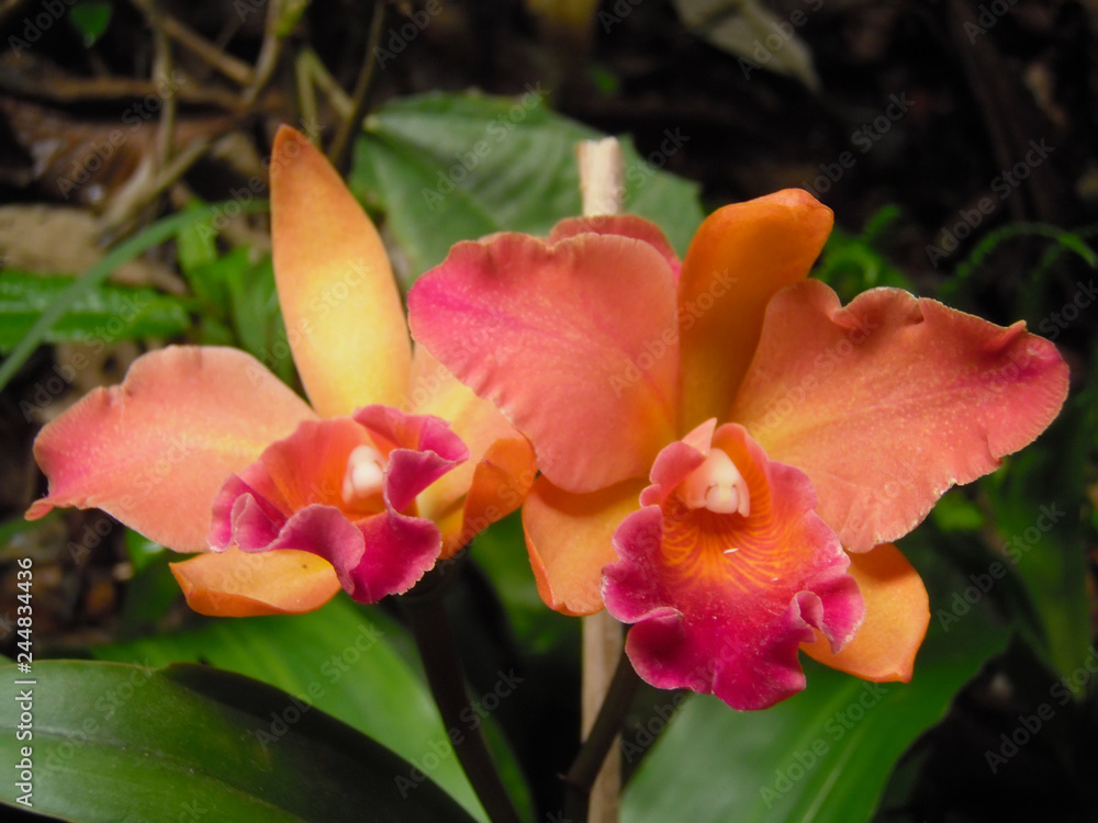 orquidea orquidea