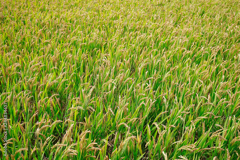 Obraz premium Growing rice, in the paddy fields
