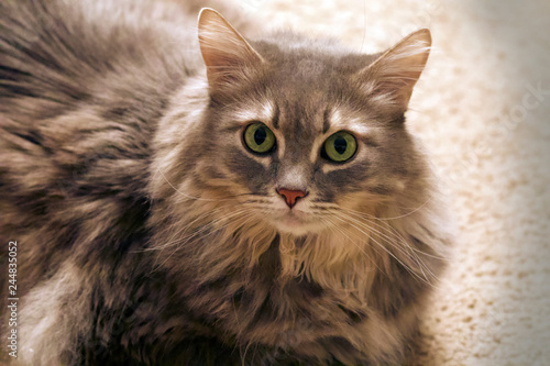 The Cat name is Lynxi, California. The cat or domestic cat is a small carnivorous mammal. It is the only domesticated species in the family Felidae. 