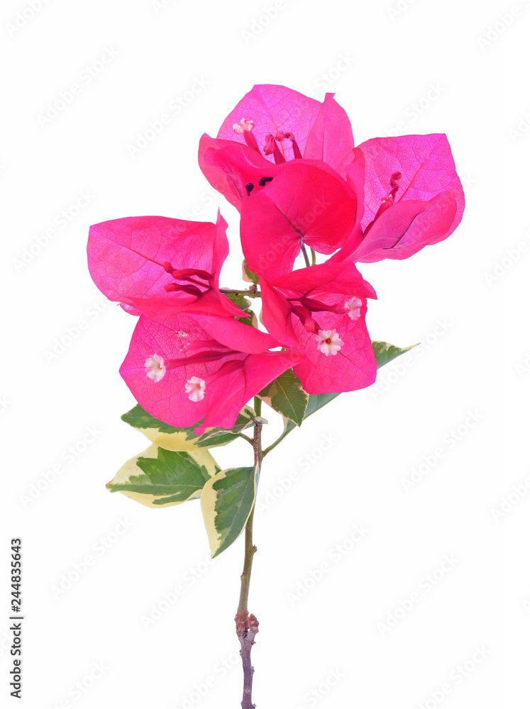 Pink bougainvillea isolated on white background Pink bougainvillea isolated on white background