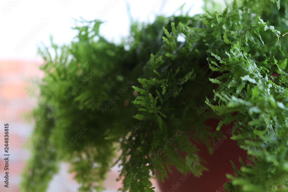 Fototapeta premium Potted plant