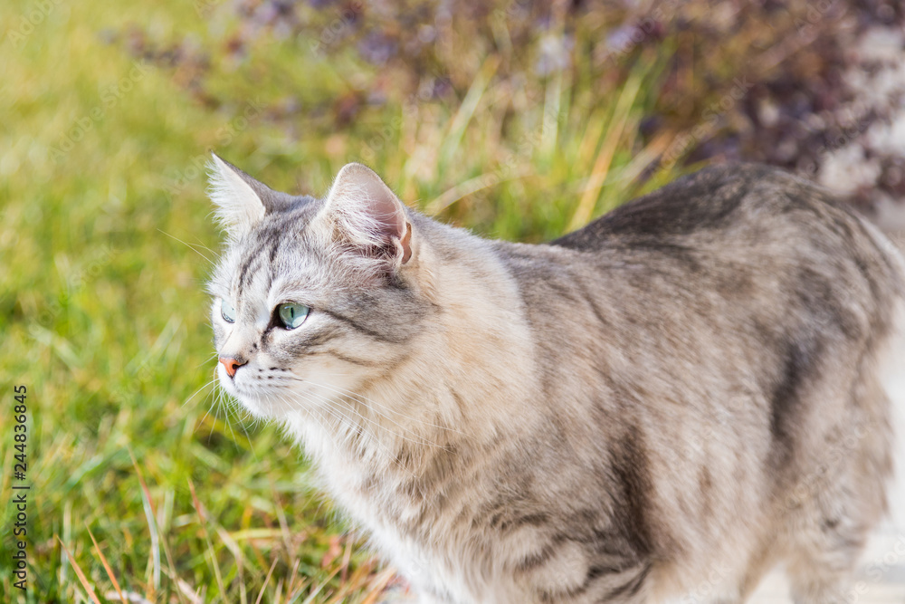 Siberian cat outdoor on the grass green, long haired grey pet Siberian cat outdoor on the grass green, long haired grey pet