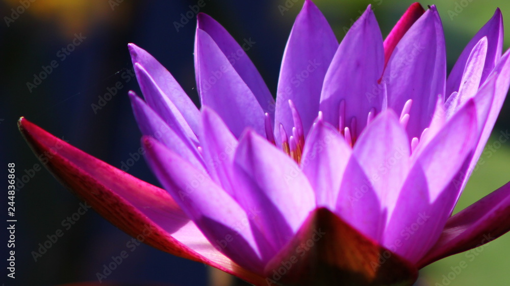 Fototapeta premium Ninféia