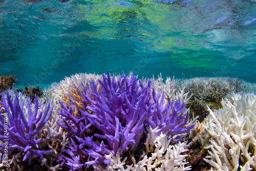 Fototapeta Naklejka Na Ścianę i Meble -  Bright neon purple fluorescing coral and bleached coral