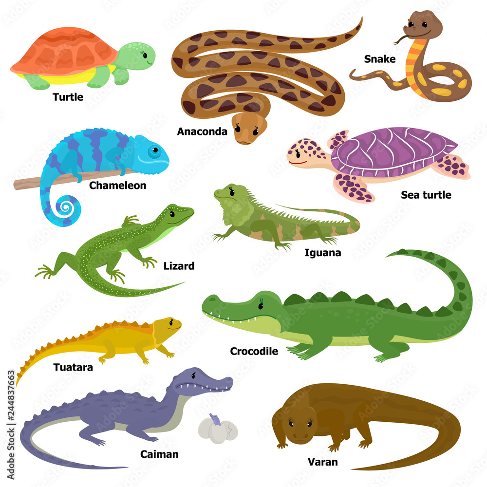 Reptile vector animal reptilian character lizard turtle iguana and ...