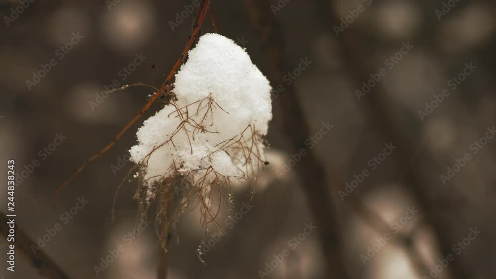 Macro, Snow on a Bush in the Forest Macro, Snow on a Bush in the Forest