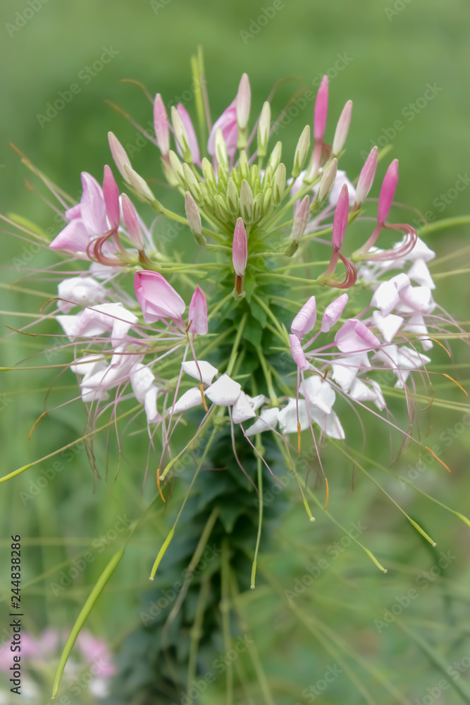 flower in the garden