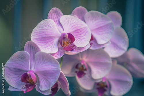 orquidea, narureza,rosa, branco, leve, suave, sensivel © Wilson