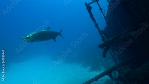 Hilma Hooker Tarpon photo