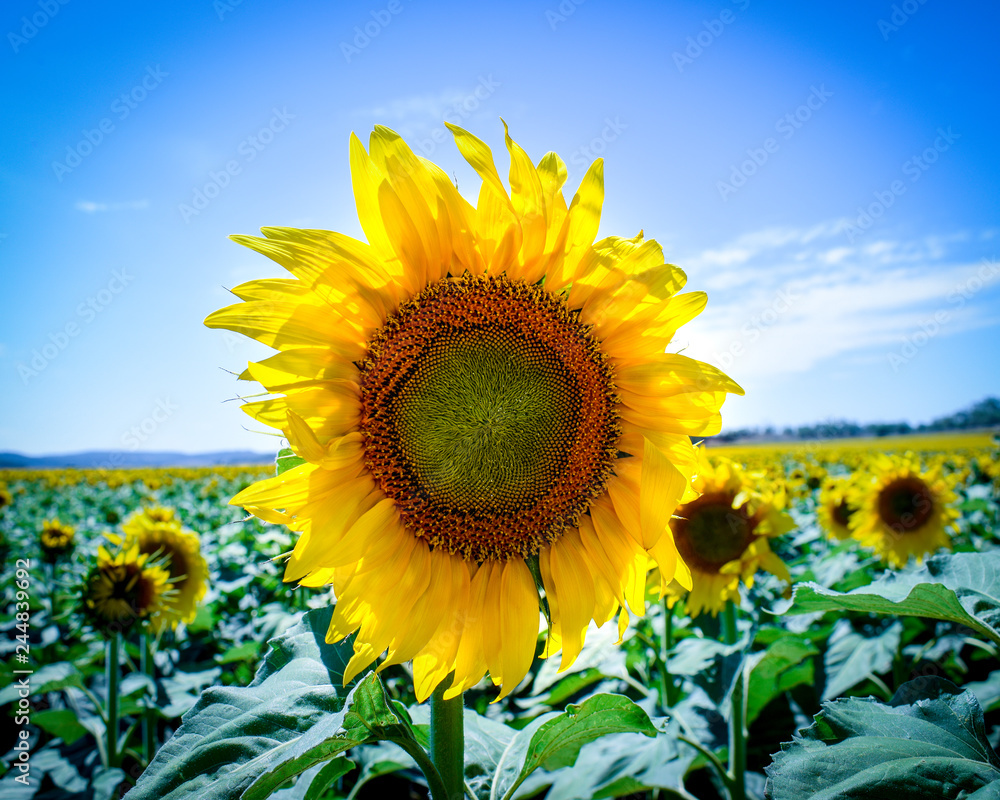 sunflower blue sky