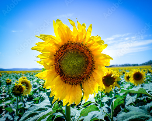 sunflower blue sky