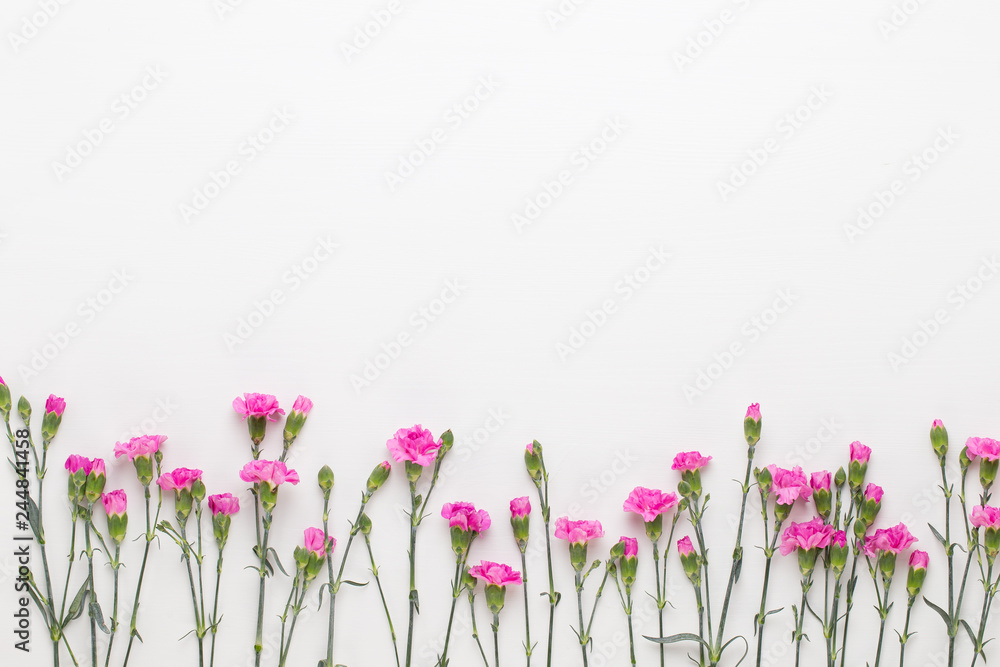 Pink carnation flowers on white background. Flat lay, top view, copy space. Pink carnation flowers on white background. Flat lay, top view, copy space.