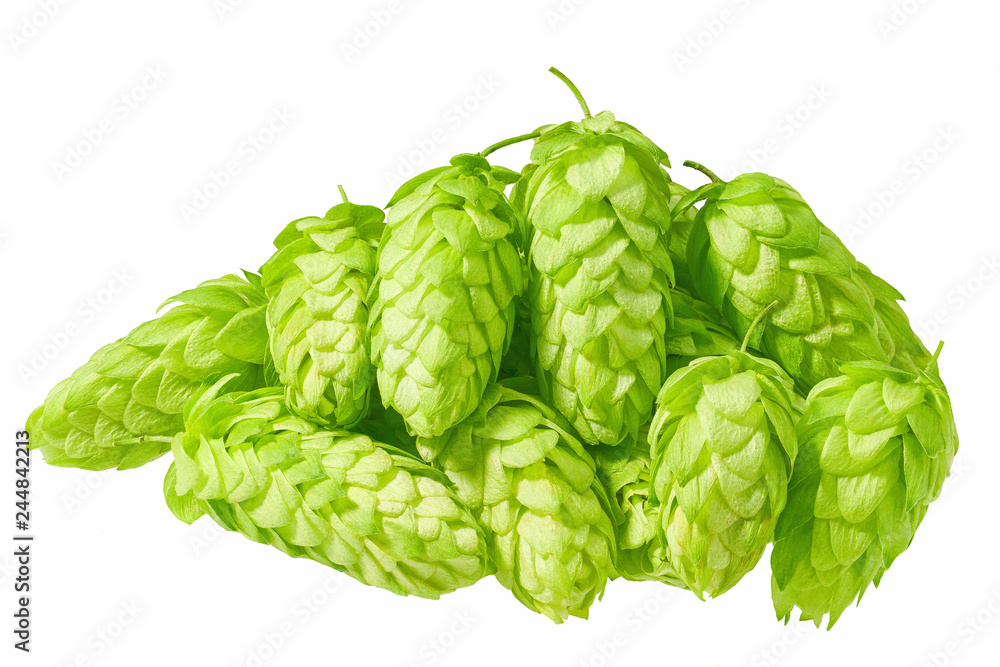 Fresh green hop cones isolated on white background Fresh green hop cones isolated on white background