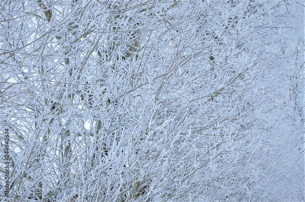 Fototapeta premium tree branches in hoarfrost background