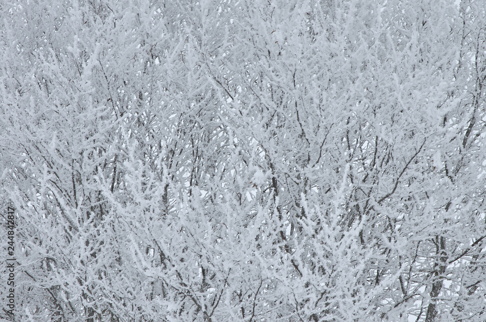 tree branches in hoarfrost background tree branches in hoarfrost background