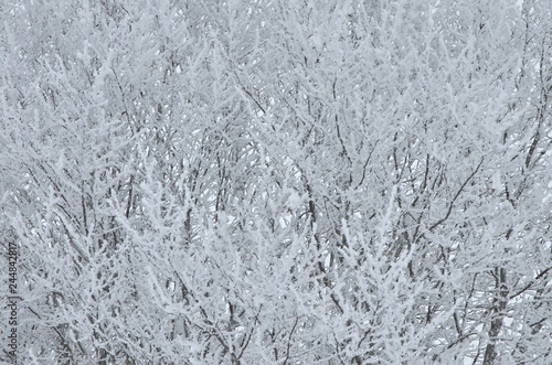 tree branches in hoarfrost background © Juri
