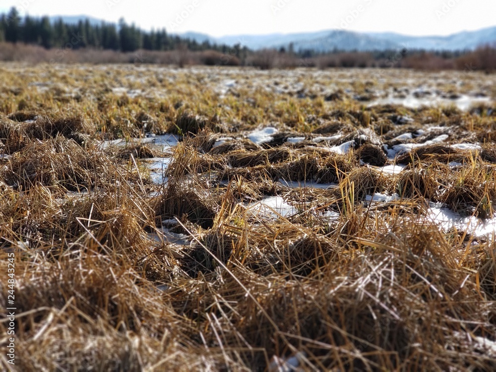 Fototapeta premium Close up of winter marsh land with mountains and trees in the background