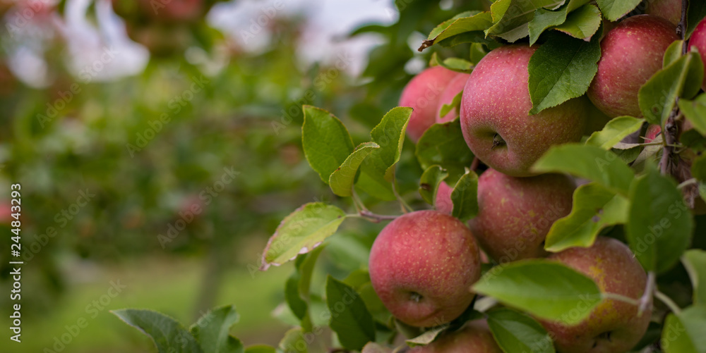 Beautiful bokeh photo of an apple orchard perfect for a simple background. Beautiful bokeh photo of an apple orchard perfect for a simple background.
