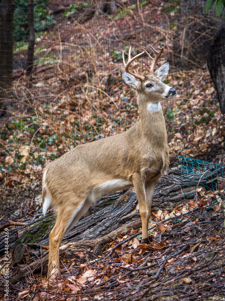 Nature Photo of a Young Buck with Antlers - Climbing a Hill in a Forest in the Fall with Leaves, Trees and a Log in the Background Nature Photo of a Young Buck with Antlers - Climbing a Hill in a Forest in the Fall with Leaves, Trees and a Log in the Background