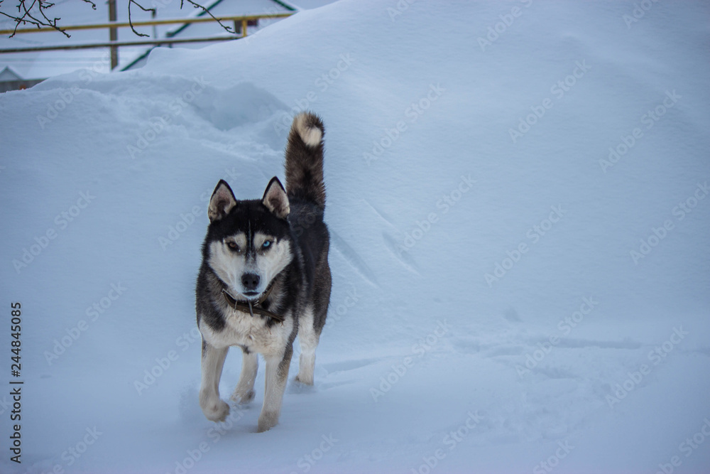 Naklejka premium white, nature, snow, husky, winter, dog, portrait, run, animal, dogs, fun, purebred, color, background, closeup, brown, close-up, eyes, look, team, farm, competition, rest, resort, race