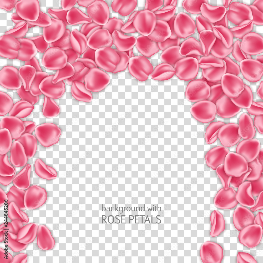 Pink rose petals on transparent background. Design element for Valentines Day card or invitation