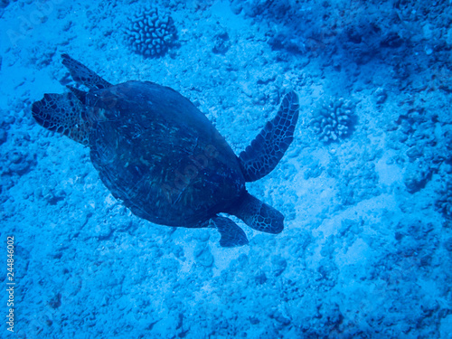 Angled Underwater Photo of a Turtle Swimming Along the Ocean Floor - with Rocks and Coral in the Background in Hawaii