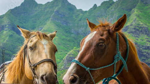 Colorful Photo of Two Horses, Tan and Brown, in Harnesses Standing Together - with Lush Green Mountains in the Background