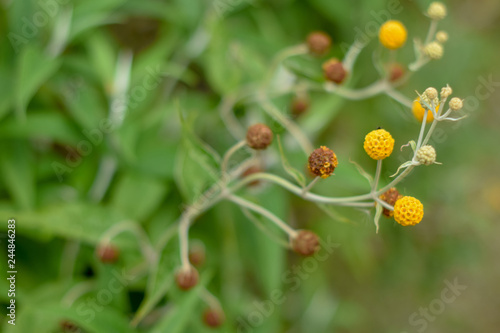 Planta en jardín