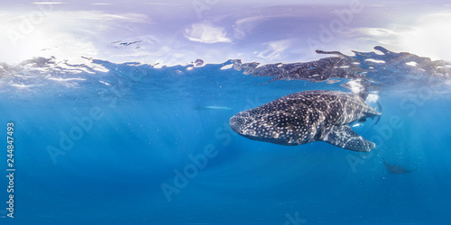 Whale shark and manta in open water © The Ocean Agency