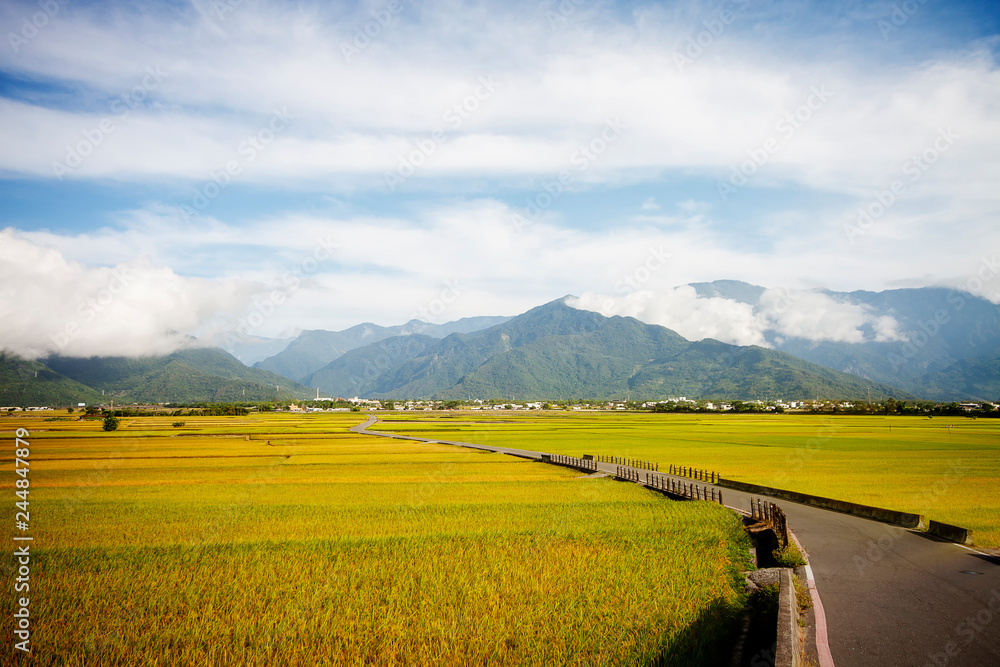 Rural scenery with golden paddy rice farm at Luye, Taitung, Taiwan