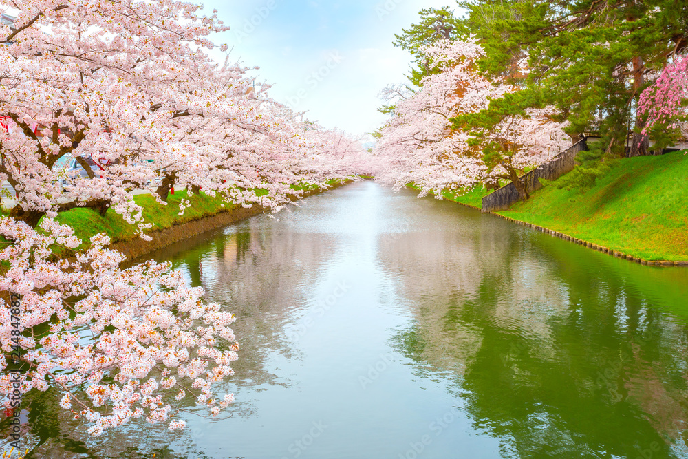 Full bloom Sakura - Cherry Blossom full bloom at Hirosaki park, in Japan Full bloom Sakura - Cherry Blossom full bloom at Hirosaki park, in Japan