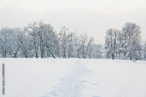 different trees under the snow and snowy path © mskphotolife