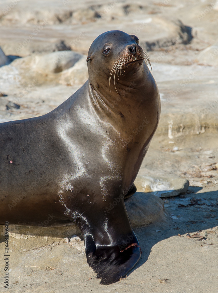 Fototapeta premium Sea Lions of La Jolla Cove, San Diego, California 