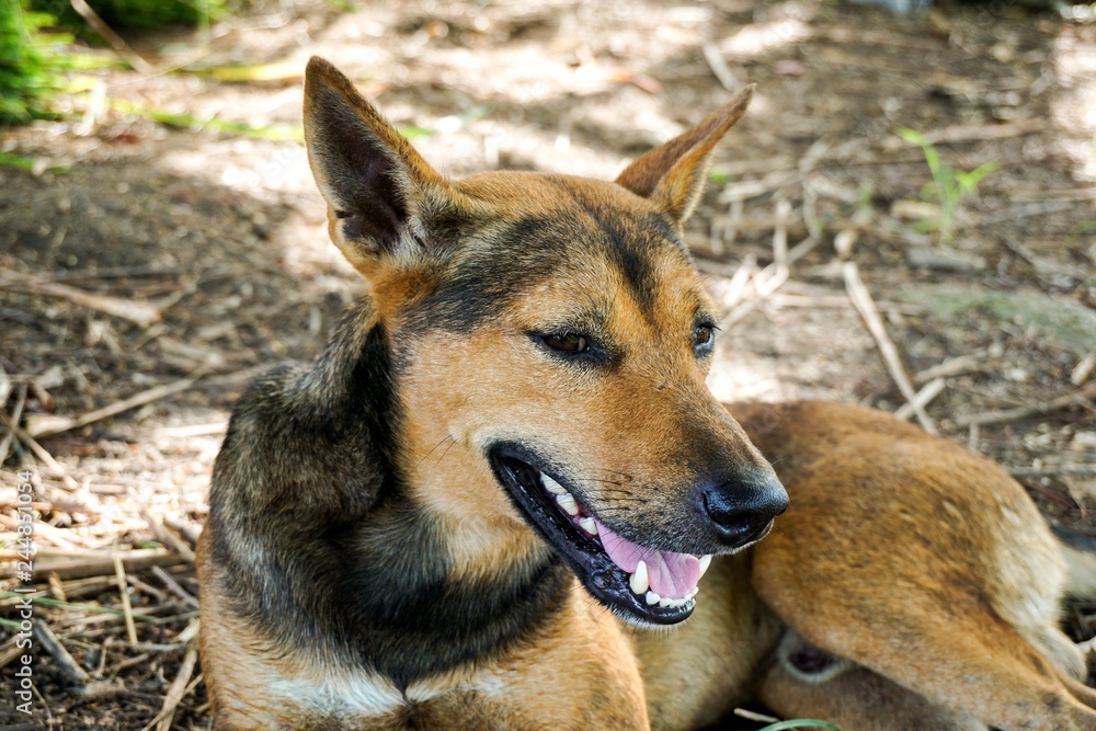 cute brown dog on the ground cute brown dog on the ground