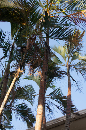 palm trees on a background of blue sky