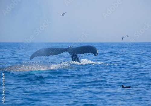 Humpback Whales, Atlantic Ocean, Cape Cod, Ocean Life, Fish, Birds, Seagulls, Whale Tails, Whale Tales, Amazing, Adventure