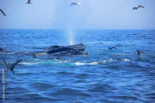 Humpback Whales, Atlantic Ocean, Cape Cod, Ocean Life, Fish, Birds, Seagulls, Whale Tails, Whale Tales, Amazing, Adventure