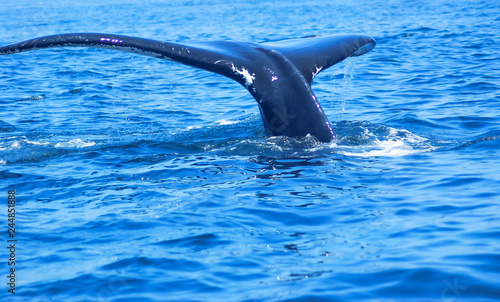Humpback Whales, Atlantic Ocean, Cape Cod, Ocean Life, Fish, Birds, Seagulls, Whale Tails, Whale Tales, Amazing, Adventure
