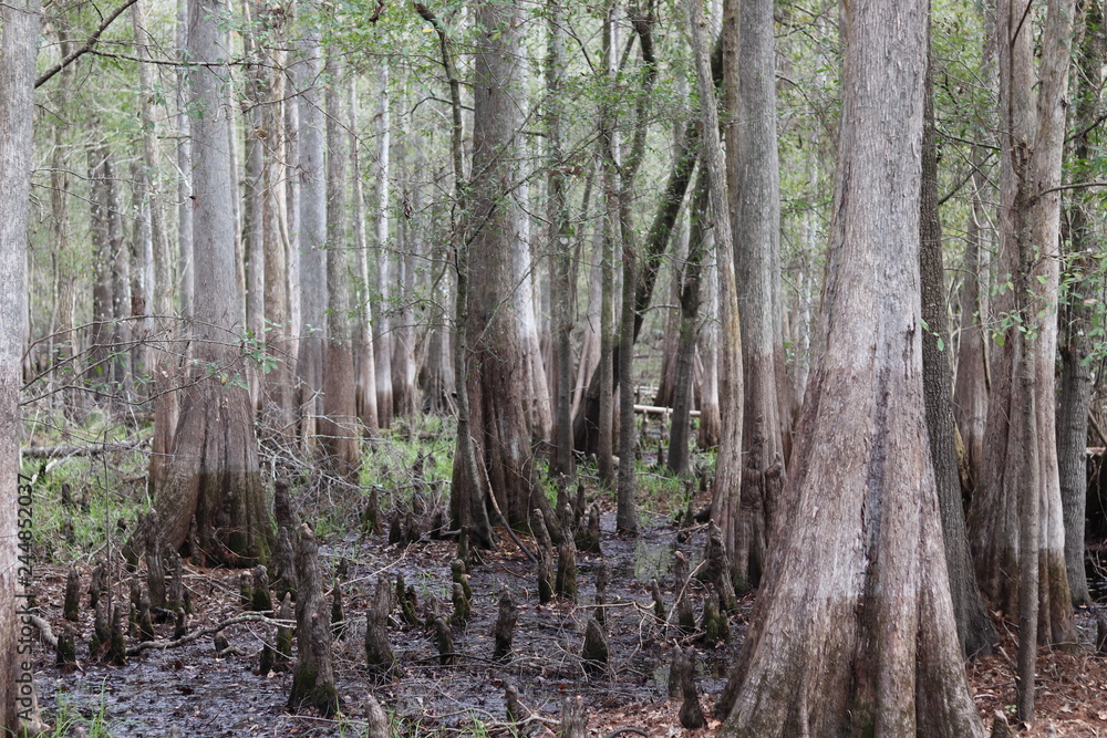 Obraz premium Woods water line