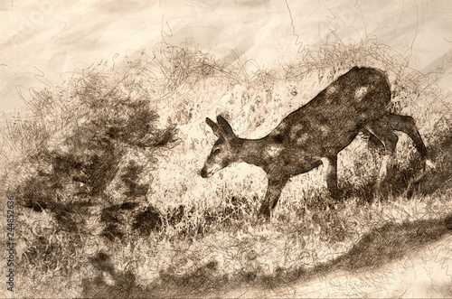 Sketch of a Deer Making Its Way Down the Hill in the Shadows