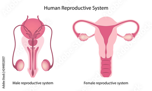 Human reproductive system anatomy vector