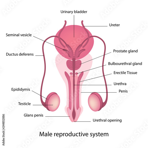 Male reproductive system anatomy vector