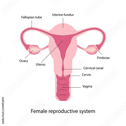Female reproductive system anatomy vector