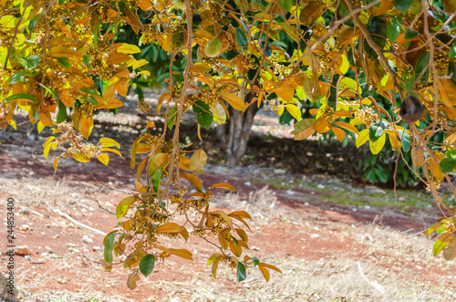 Hanging Star apple Tree Branches photo