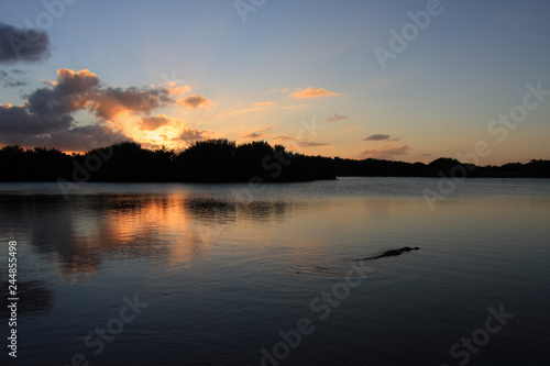 American Alligator, Alligator mississippiensis, in Paurotus Pond in Everglades National Park, Florida, at sunset