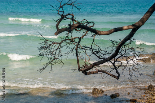 Branches of the tree filed Go to the sea
