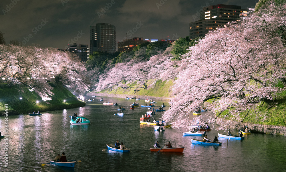 Fototapeta premium Fosa Chidorigafuchi z Sakurą nocą, Tokio, Japonia Chidorigafuchi nocny kwiat wiśni i łódka