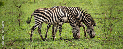 Two zebras grazing in the wild